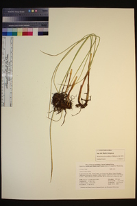 Juncus balticus image